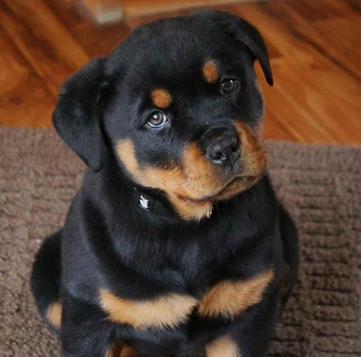 blue rottweiler puppies for sale