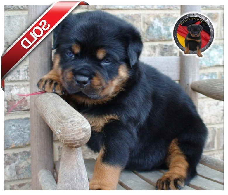 Blue Eyed Rottweiler Puppies For Sale