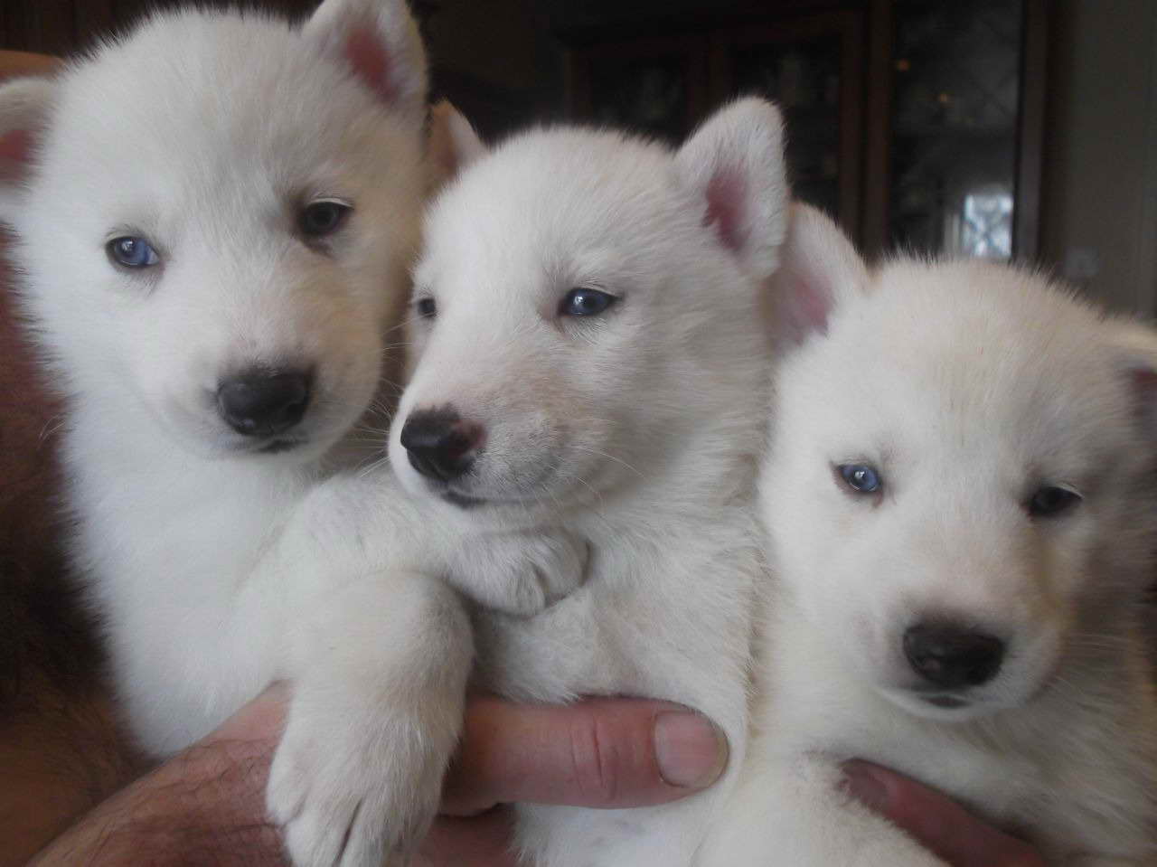 Blue Eyed Siberian Husky For Sale