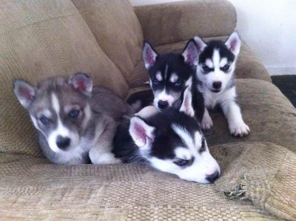 Blue Eyed Siberian Husky Puppies For Sale