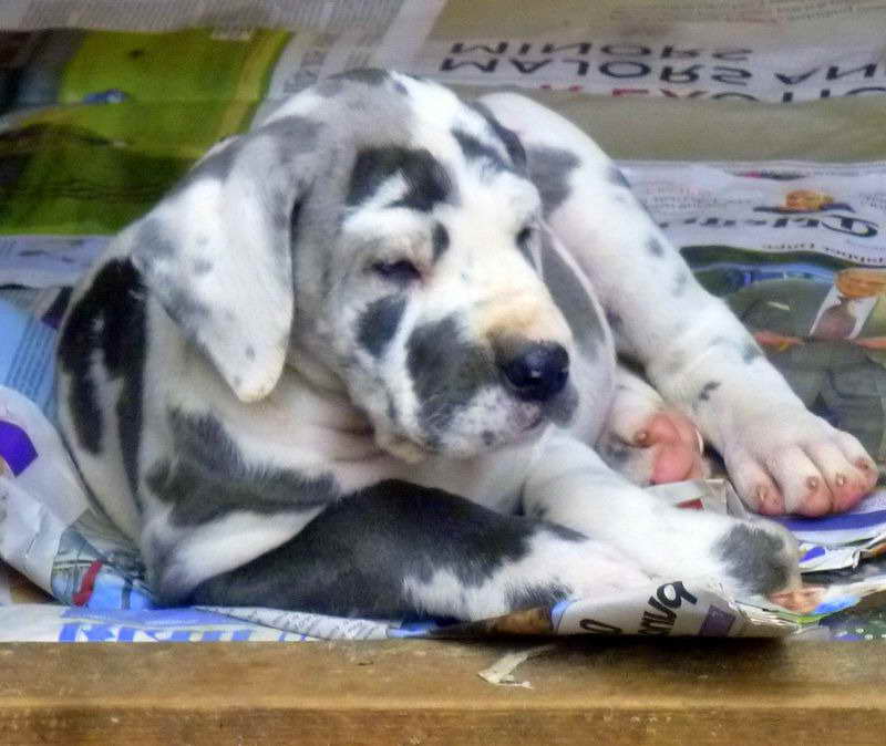Blue Fawn Great Dane Puppies For Sale