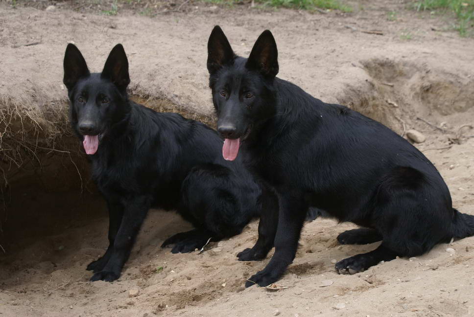 German Shepherd Dogs For Sale In Michigan German Shepherd Puppies For ...