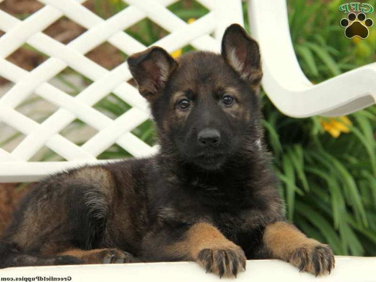 Blue German Shepherd Puppies For Sale In Pa