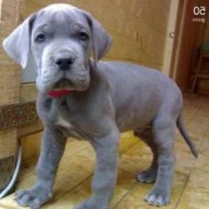 Blue Great Dane Breeders California