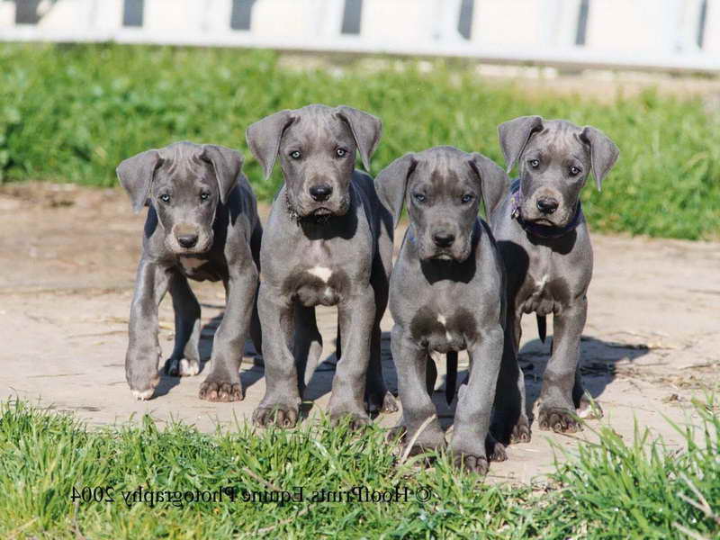 Blue Great Dane Puppies California