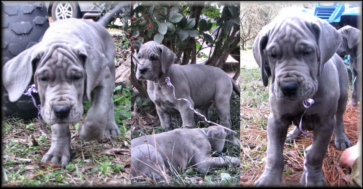 Blue Great Dane Puppies For Sale In Florida
