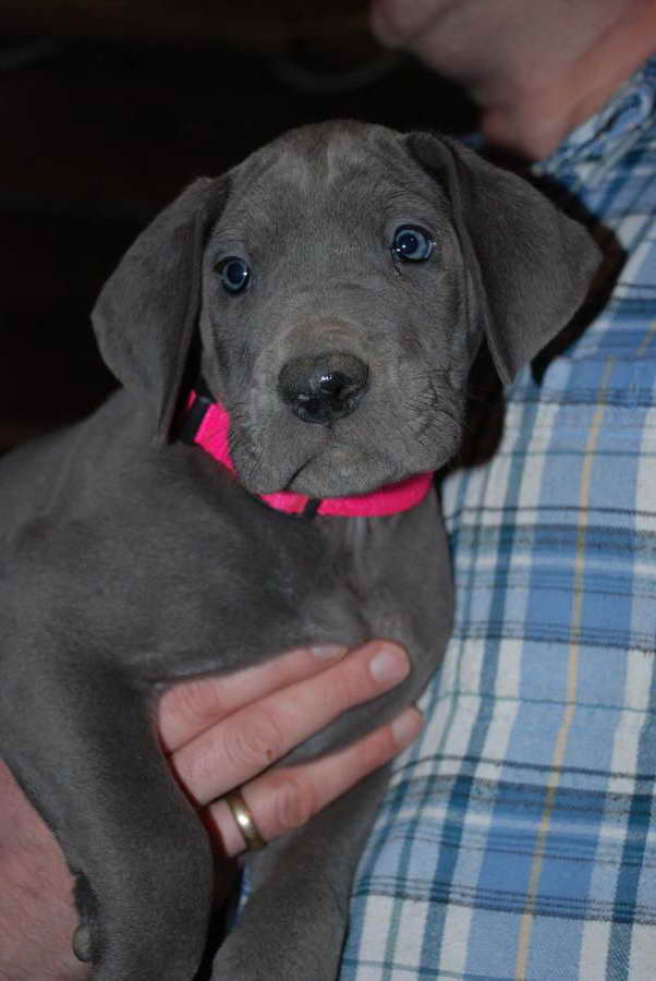 Blue Great Dane Puppies Indiana