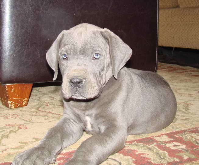 Blue Great Dane Puppy For Sale