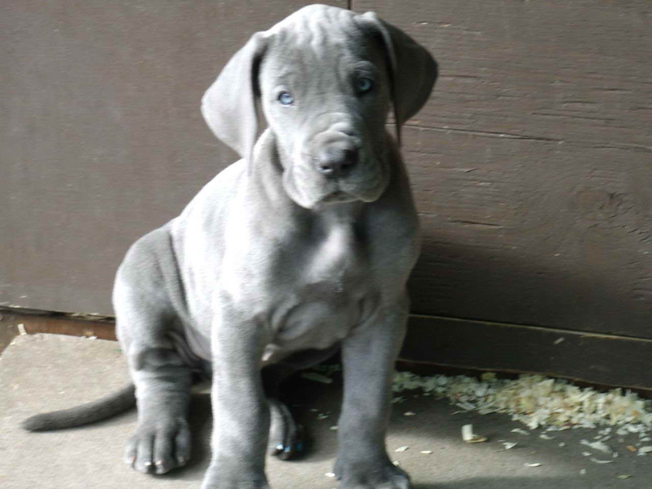 Blue Great Dane Puppy