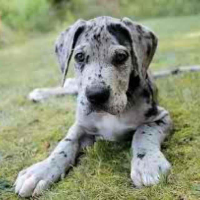 Blue Harlequin Great Dane Puppies For Sale PETSIDI