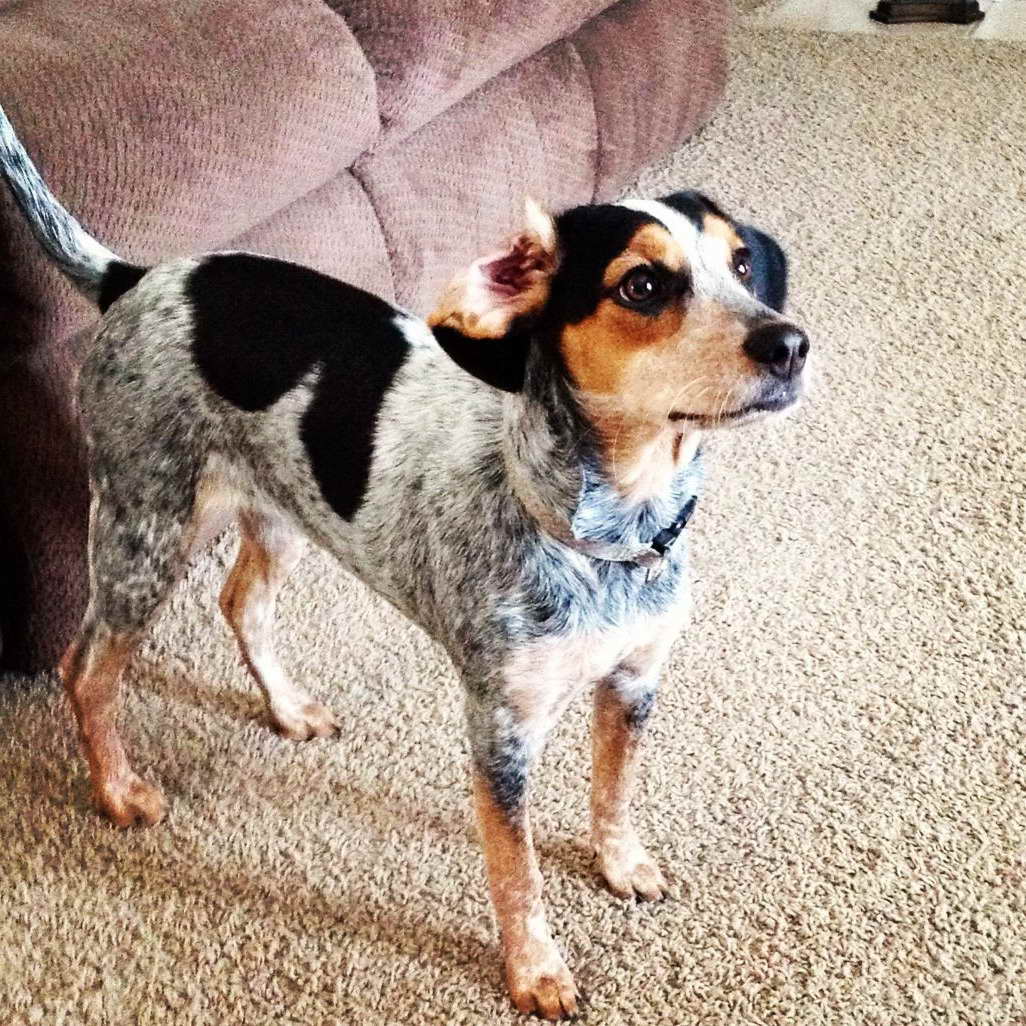Blue Heeler Beagle Mix Puppies For Sale