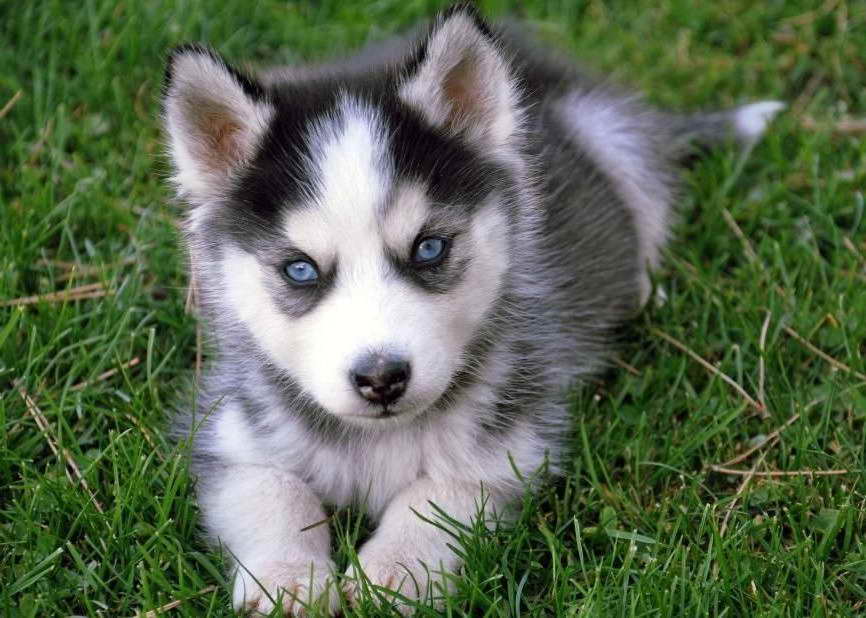 Blue Husky Puppies