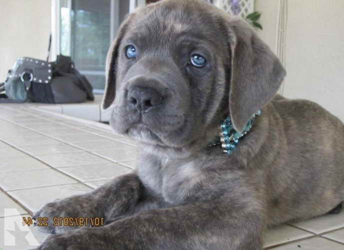 Blue Italian Mastiff Puppies For Sale