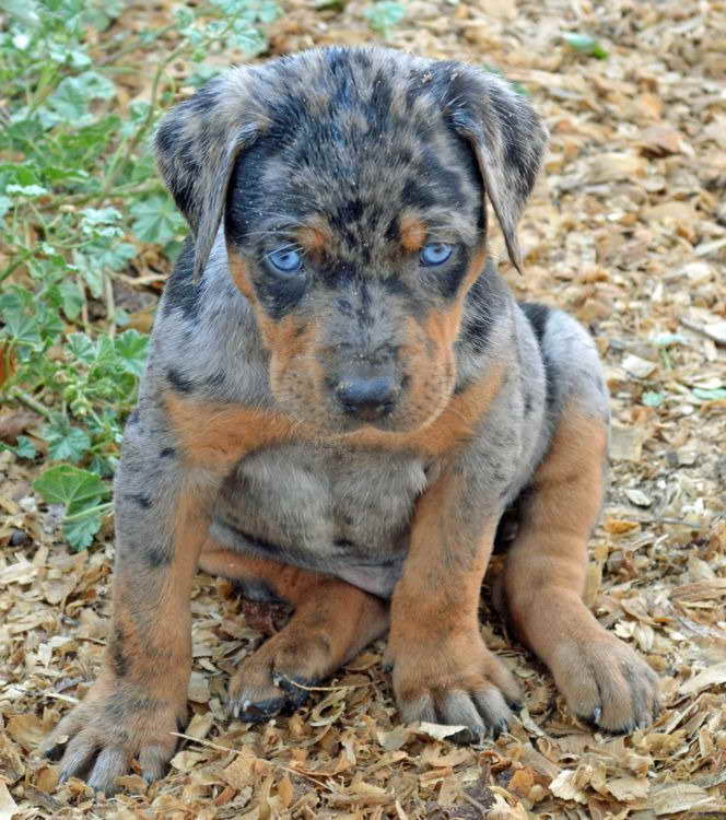 Blue Leopard Catahoula Puppies For Sale | PETSIDI
