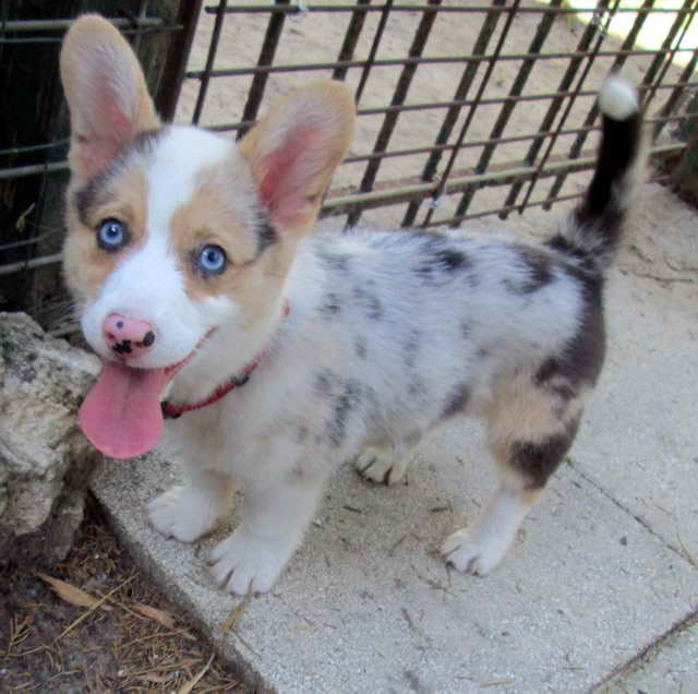 Blue Merle Cardigan Corgi Puppies For Sale