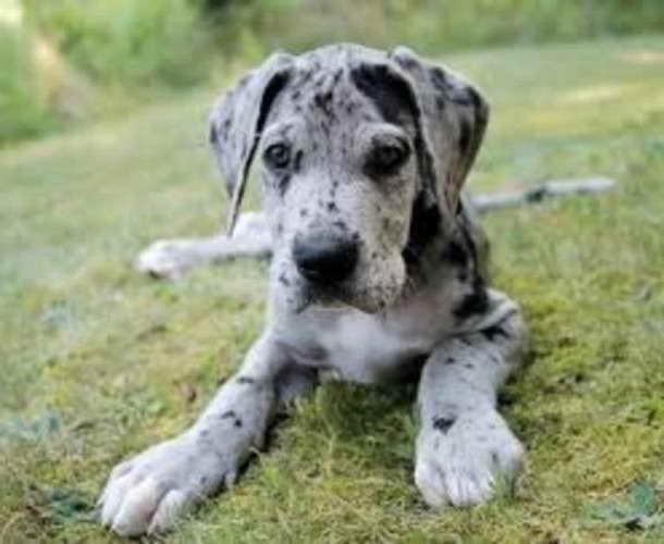Blue Merle Great Dane Puppies For Sale