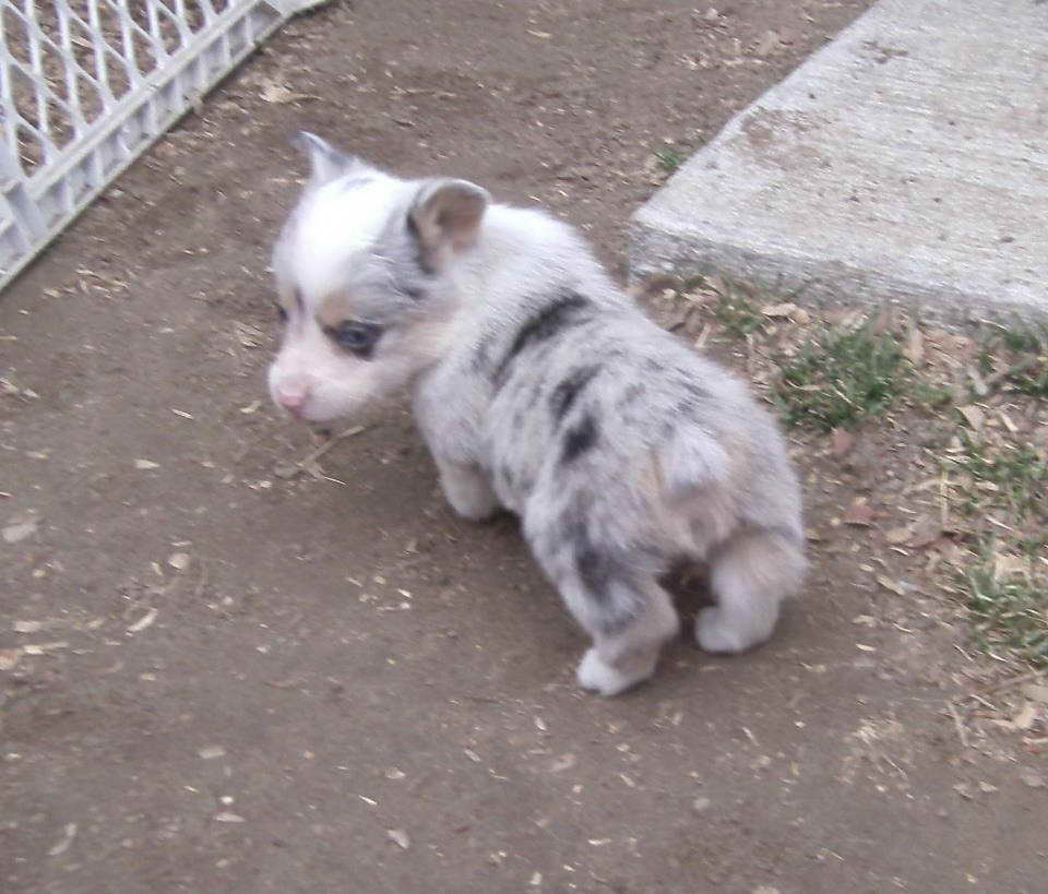 Blue Merle Pembroke Corgi Puppies For Sale