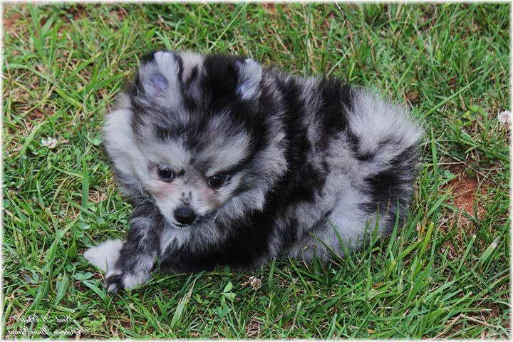 Blue Merle Pomeranian Puppies