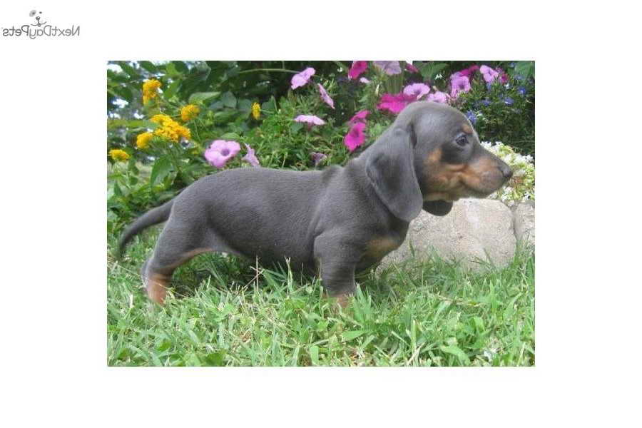 blue mini dachshund for sale