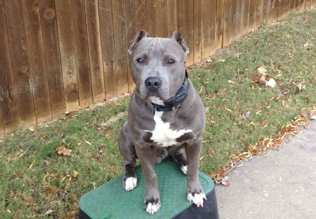 Blue Nose Pit Bull Dogs