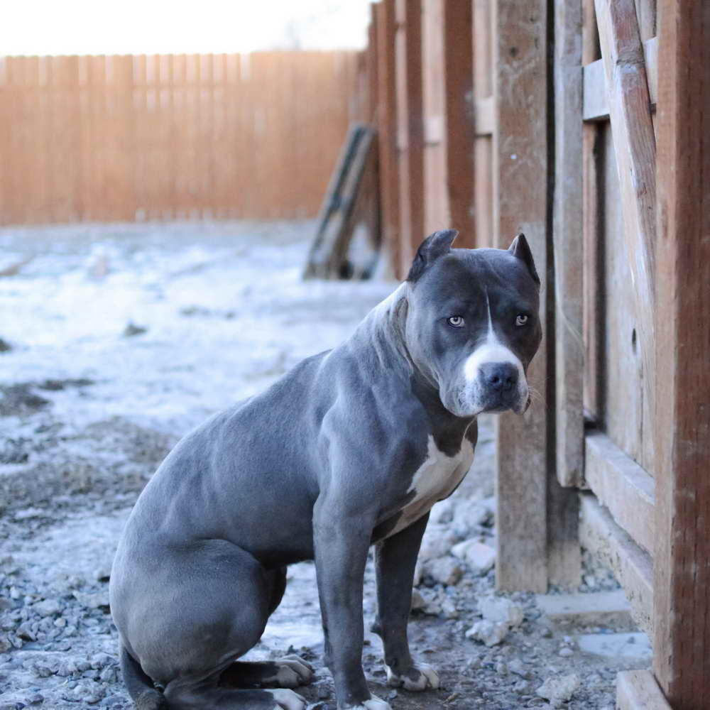 Blue Nose Pit Bull For Sale
