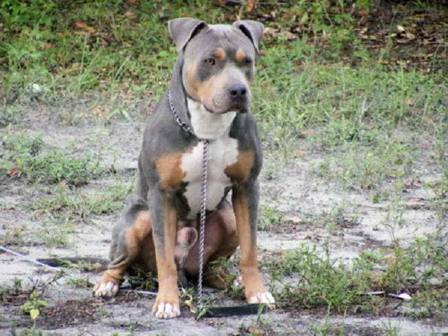 Blue Pitbull Mixed With Rottweiler PETSIDI