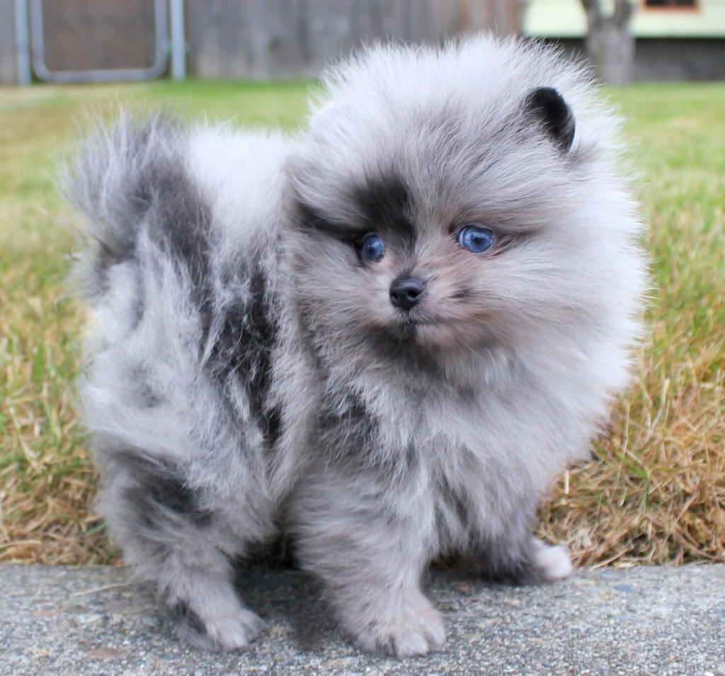 Blue Pomeranian Puppy For Sale
