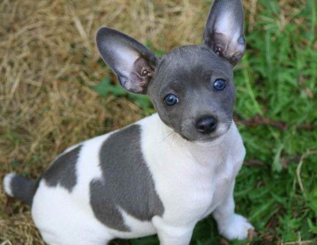 blue rat terrier puppies for sale