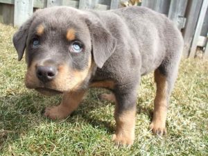Blue Rottweiler