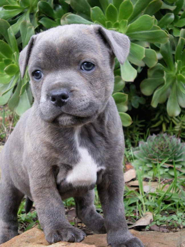 Blue Staffordshire Bull Terrier Puppy PETSIDI