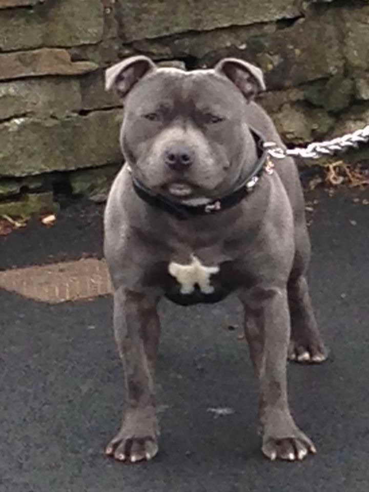 Blue Staffordshire Terrier For Sale