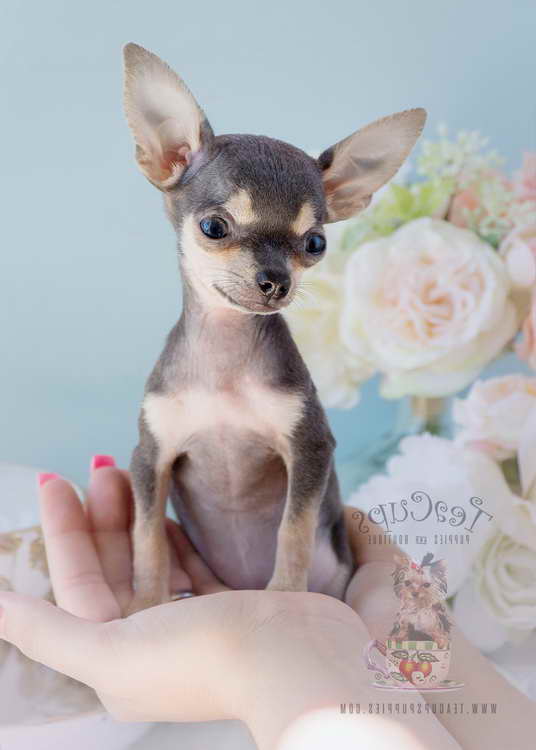 blue teacup chihuahua puppies for sale
