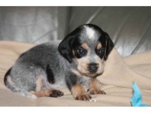 Bluetick Beagle Puppies For Sale