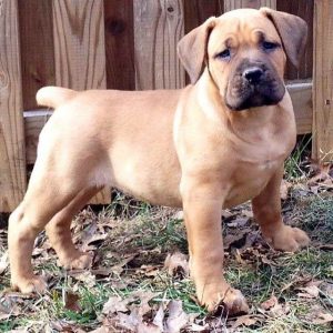 Boerboel Mastiff Puppies