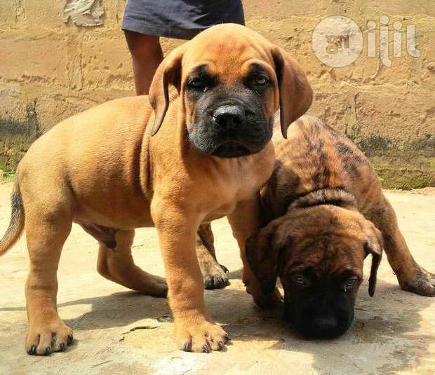 Boerboel Mastiff Puppies For Sale