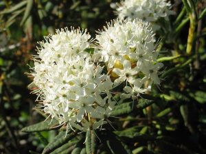 Bog Labrador Tea
