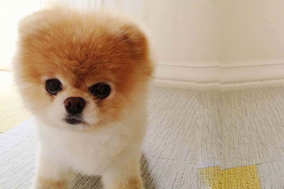 Boo Pomeranian Dog For Sale