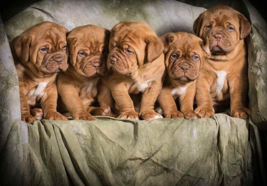 Bordeaux Mastiff Puppies