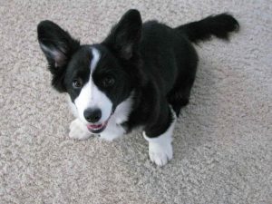 Border Collie Corgi Mix Puppies For Sale