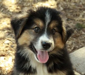 Border Collie German Shepherd Mix For Adoption