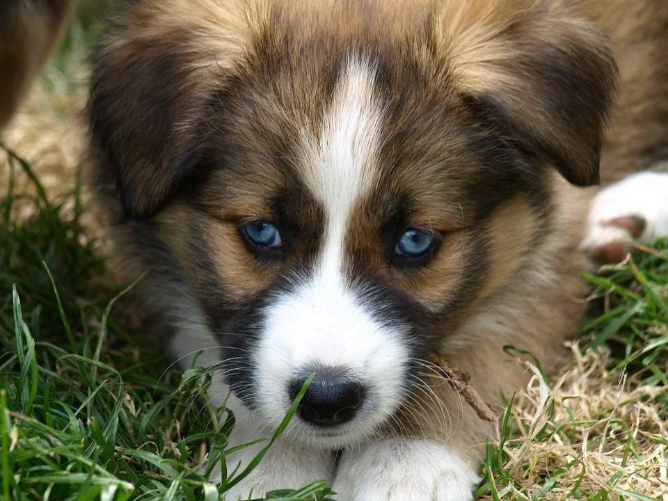 Border Collie Husky Mix Puppies For Sale PETSIDI