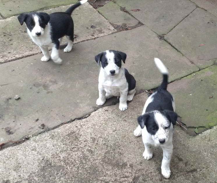 Border Collie Terrier Mix Puppies For Sale PETSIDI