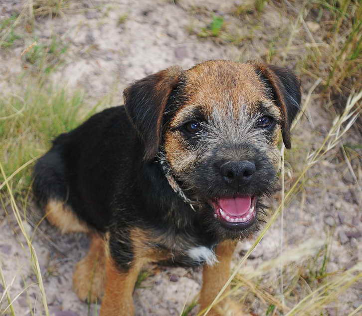 Border Terrier Adoption