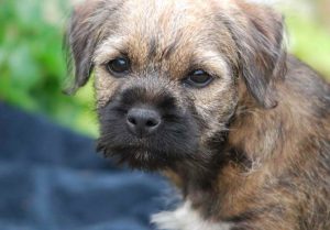 Border Terrier Breeders Ohio