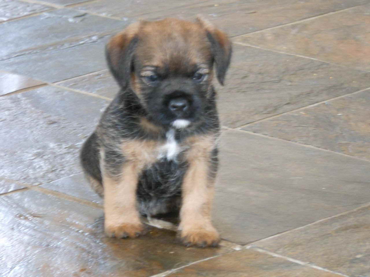 Border Terrier For Sale