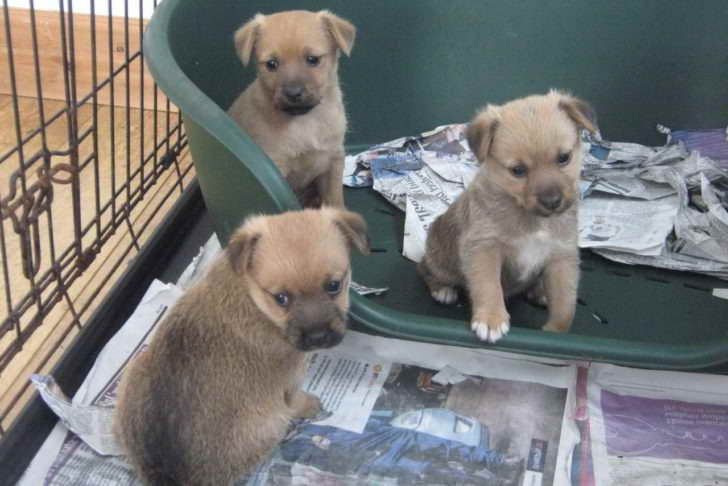 Border Terrier Mix Puppies For Sale