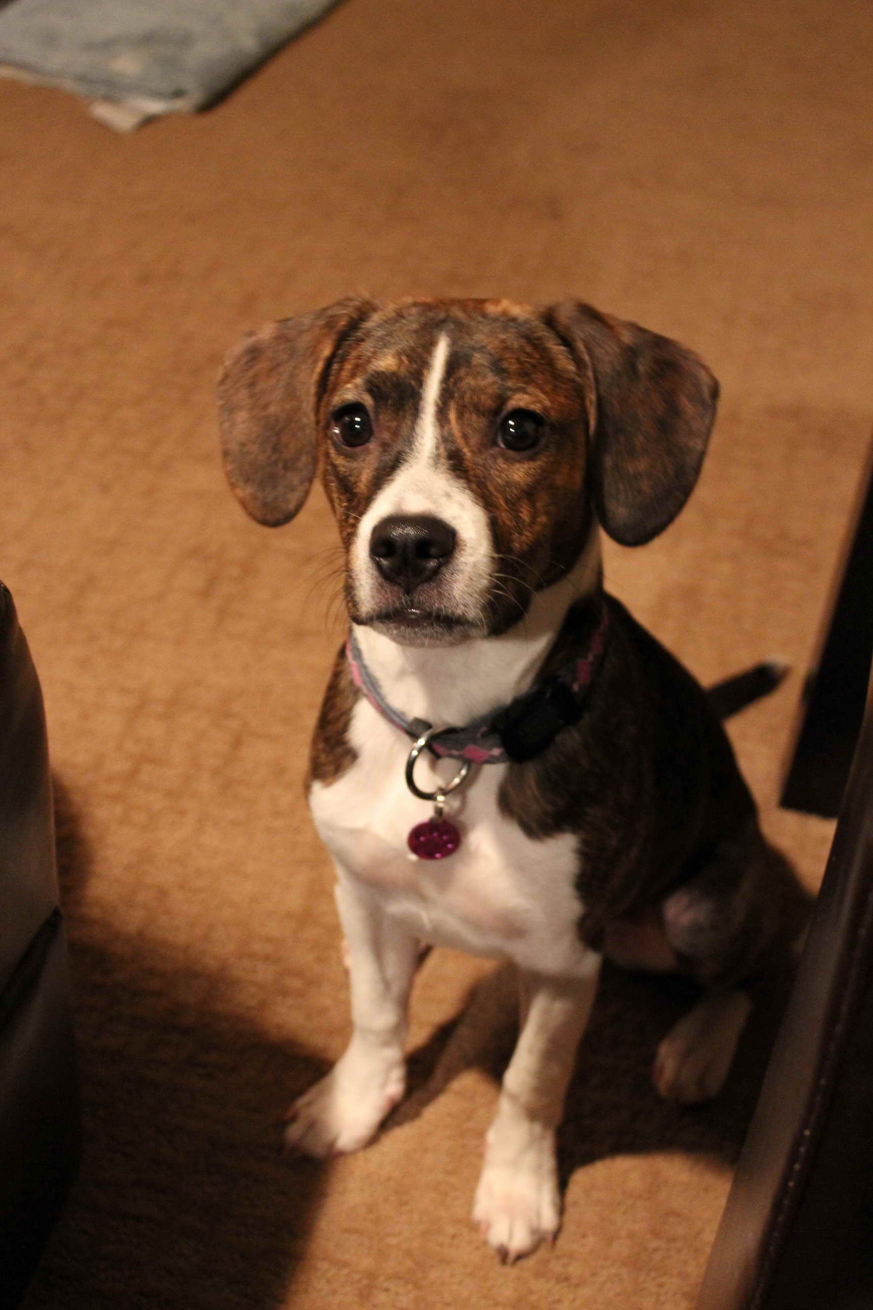 boston beagle