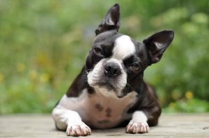Boston Bull Terrier