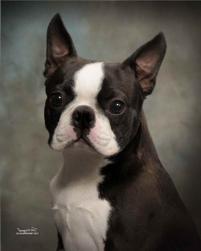 Boston Terrier Adoption Ma