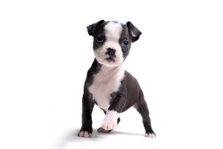 Boston Terrier Akc